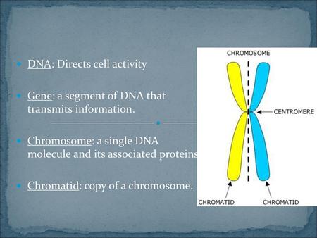 DNA: Directs cell activity