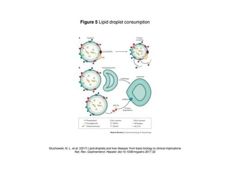 Figure 5 Lipid droplet consumption