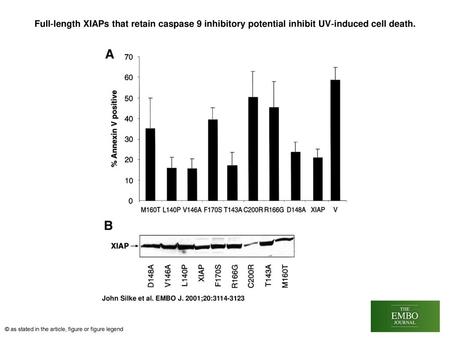 Full‐length XIAPs that retain caspase 9 inhibitory potential inhibit UV‐induced cell death. Full‐length XIAPs that retain caspase 9 inhibitory potential.