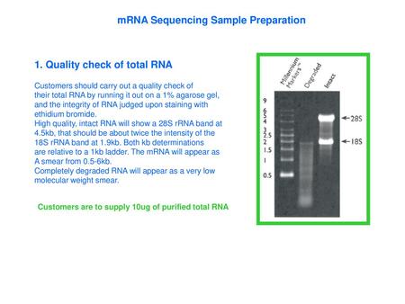 mRNA Sequencing Sample Preparation