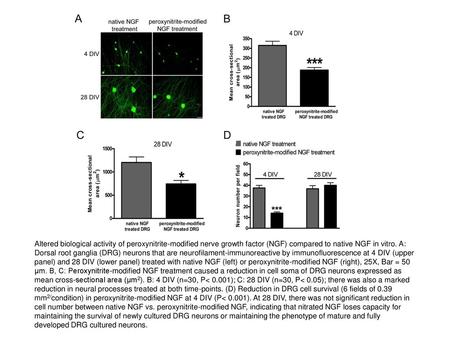 Altered biological activity of peroxynitrite-modified nerve growth factor (NGF) compared to native NGF in vitro. A: Dorsal root ganglia (DRG) neurons that.