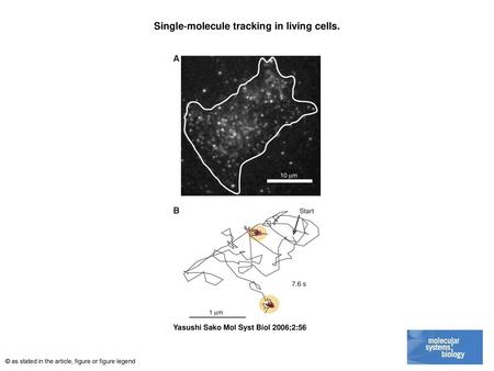 Single‐molecule tracking in living cells.