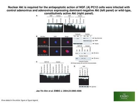 Nuclear Akt is required for the antiapoptotic action of NGF