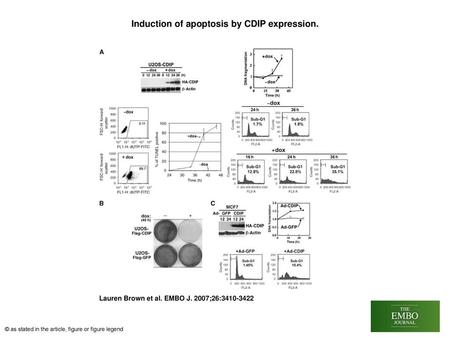 Induction of apoptosis by CDIP expression.