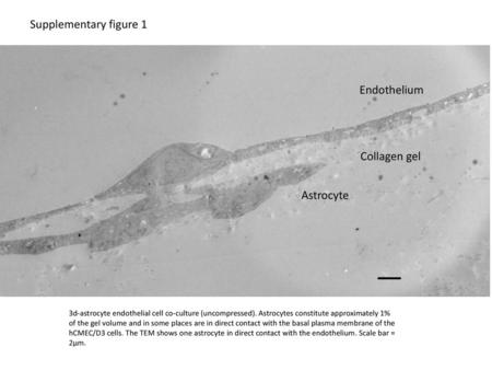Supplementary figure 1 Endothelium Collagen gel Astrocyte