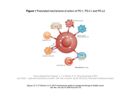 Figure 1 Postulated mechanisms of action of PD‑1, PD‑L1 and PD‑L2