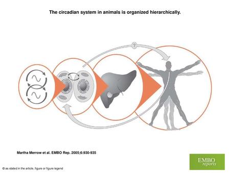 The circadian system in animals is organized hierarchically.