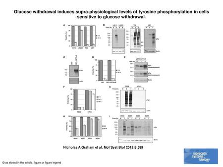 Glucose withdrawal induces supra‐physiological levels of tyrosine phosphorylation in cells sensitive to glucose withdrawal. Glucose withdrawal induces.