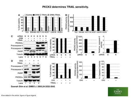 PKCK2 determines TRAIL sensitivity.