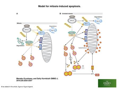 Model for mitosis‐induced apoptosis.