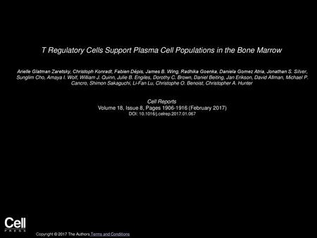 T Regulatory Cells Support Plasma Cell Populations in the Bone Marrow