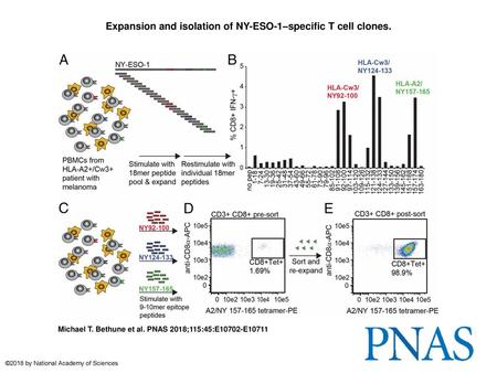 Expansion and isolation of NY-ESO-1–specific T cell clones.