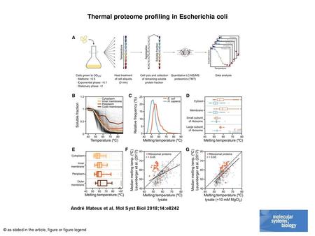 Thermal proteome profiling in Escherichia coli