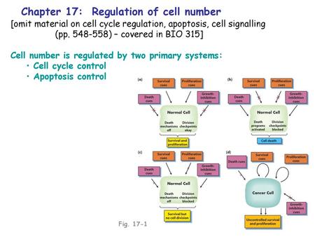 Chapter 17: Regulation of cell number