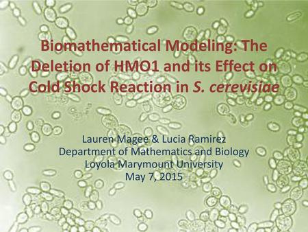 Biomathematical Modeling: The Deletion of HMO1 and its Effect on Cold Shock Reaction in S. cerevisiae Lauren Magee & Lucia Ramirez Department of Mathematics.