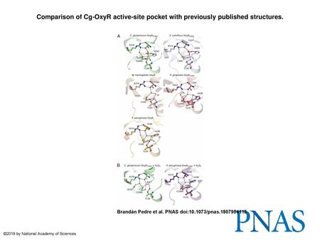 Comparison of Cg-OxyR active-site pocket with previously published structures. Comparison of Cg-OxyR active-site pocket with previously published structures.