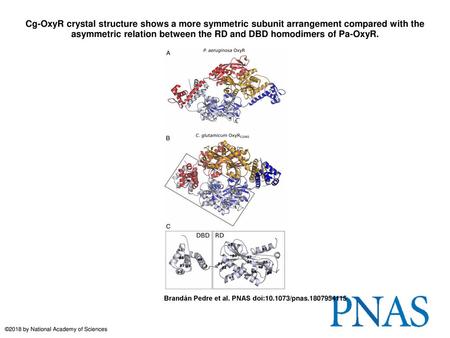 Cg-OxyR crystal structure shows a more symmetric subunit arrangement compared with the asymmetric relation between the RD and DBD homodimers of Pa-OxyR.