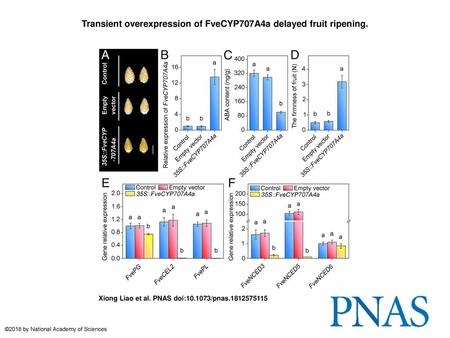 Transient overexpression of FveCYP707A4a delayed fruit ripening.