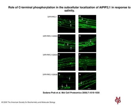 Role of C-terminal phosphorylation in the subcellular localization of AtPIP2;1 in response to salinity. Role of C-terminal phosphorylation in the subcellular.
