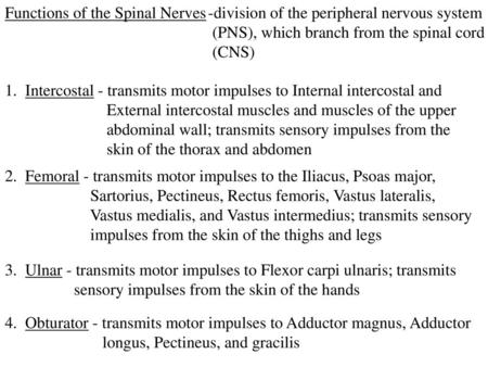 Functions of the Spinal Nerves