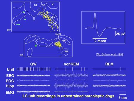 LC unit recordings in unrestrained narcoleptic dogs