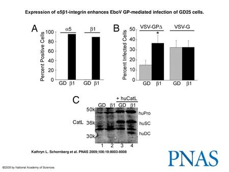 Expression of α5β1-integrin enhances EboV GP-mediated infection of GD25 cells. Expression of α5β1-integrin enhances EboV GP-mediated infection of GD25.