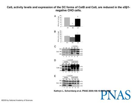 CatL activity levels and expression of the DC forms of CatB and CatL are reduced in the α5β1-negative CHO cells. CatL activity levels and expression of.