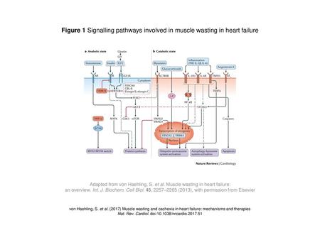 Figure 1 Signalling pathways involved in muscle wasting in heart failure Figure 1 | Signalling pathways involved in muscle wasting in heart failure. Pathways.