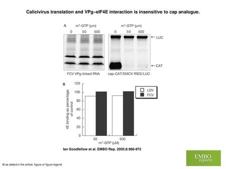 Calicivirus translation and VPg–eIF4E interaction is insensitive to cap analogue. Calicivirus translation and VPg–eIF4E interaction is insensitive to cap.