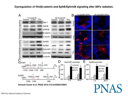 Dysregulation of Wnt/β-catenin and EphB/EphrinB signaling after 56Fe radiation. Dysregulation of Wnt/β-catenin and EphB/EphrinB signaling after 56Fe radiation.