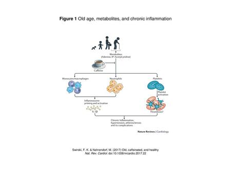 Figure 1 Old age, metabolites, and chronic inflammation