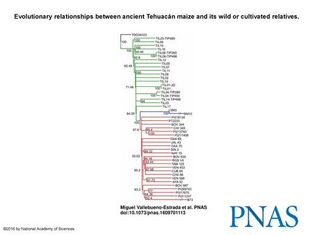 Evolutionary relationships between ancient Tehuacán maize and its wild or cultivated relatives. Evolutionary relationships between ancient Tehuacán maize.