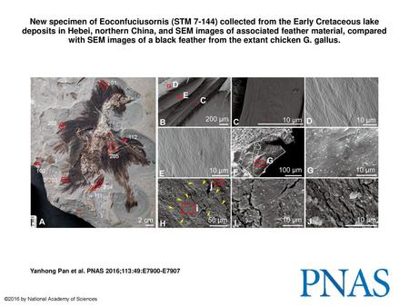 New specimen of Eoconfuciusornis (STM 7-144) collected from the Early Cretaceous lake deposits in Hebei, northern China, and SEM images of associated feather.