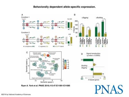 Behaviorally dependent allele-specific expression.