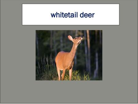 Whitetail deer 1) Type the name of your animal 2) type your name 3) include a picture of your animal 4) change fonts and colors to personalize.