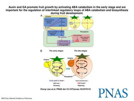 Auxin and GA promote fruit growth by activating ABA catabolism in the early stage and are important for the regulation of interlinked regulatory loops.