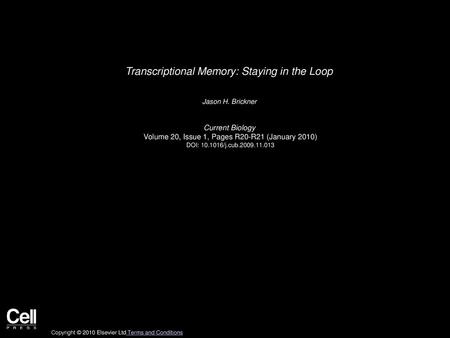 Transcriptional Memory: Staying in the Loop