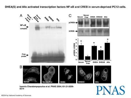 DHEA(S) and Allo activated transcription factors NF-κB and CREB in serum-deprived PC12 cells. DHEA(S) and Allo activated transcription factors NF-κB and.