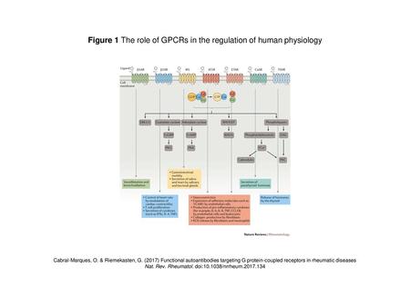 Figure 1 The role of GPCRs in the regulation of human physiology