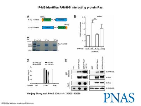 IP-MS identifies FAM49B interacting protein Rac.