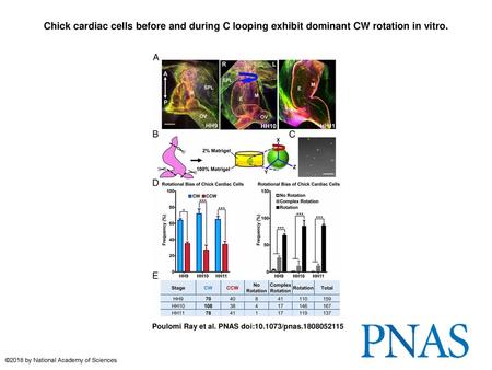 Chick cardiac cells before and during C looping exhibit dominant CW rotation in vitro. Chick cardiac cells before and during C looping exhibit dominant.