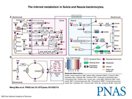 The inferred metabolism in Sulcia and Nasuia bacteriocytes.