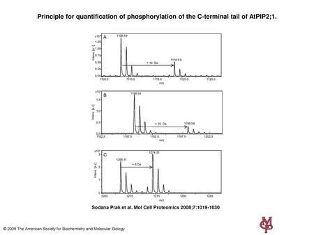 Principle for quantification of phosphorylation of the C-terminal tail of AtPIP2;1. Principle for quantification of phosphorylation of the C-terminal tail.