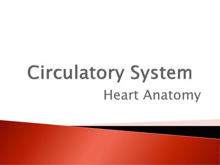 Circulatory System Heart Anatomy.