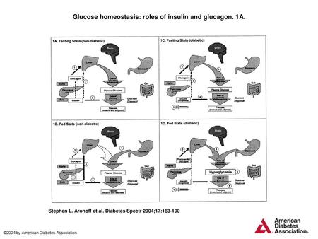 Glucose homeostasis: roles of insulin and glucagon. 1A.