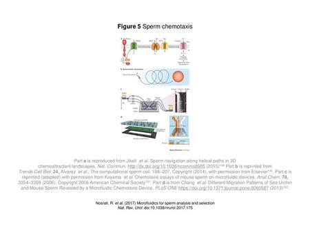 Figure 5 Sperm chemotaxis