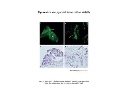 Figure 4 Ex vivo synovial tissue culture viability