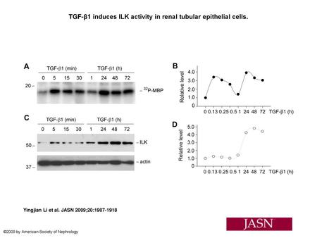 TGF-β1 induces ILK activity in renal tubular epithelial cells.