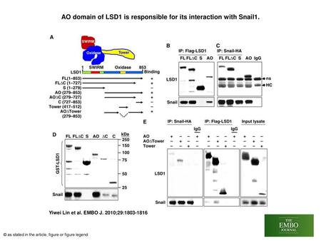 AO domain of LSD1 is responsible for its interaction with Snail1.