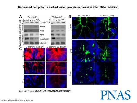 Decreased cell polarity and adhesion protein expression after 56Fe radiation. Decreased cell polarity and adhesion protein expression after 56Fe radiation.